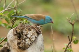 Motylik błękitnogłowy - Uraeginthus cyanocephalus - Blue-capped Cordon-bleu