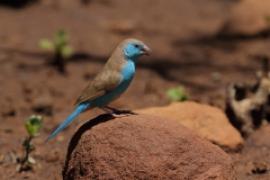 Motylik sawannowy - Uraeginthus angolensis - Blue-breasted Cordon-bleu