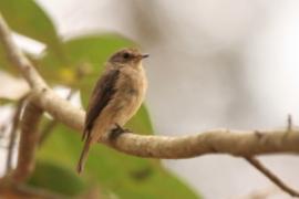 Muchołówka myszata - Muscicapa adusta - African Dusky Flycatcher