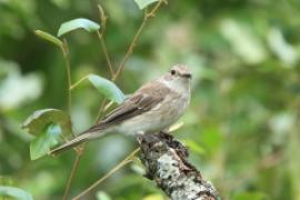 Muchołówka szara - Muscicapa striata - Spotted Flycatcher