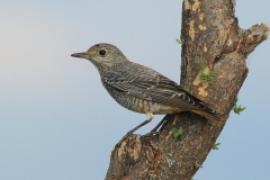 Nagórnik - Monticola saxatilis - Common Rock Thrush