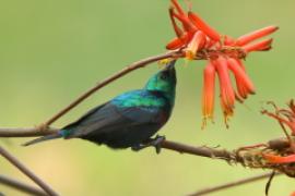 Nektarnik czarnoskrzydły - Cinnyris mariquensis - Marico Sunbird