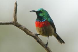 Nektarnik dwuwstęgi - Cinnyris mediocris - Eastern Double-collared Sunbird