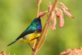 Nektarnik fioletowy - Cinnyris venustus - Variable Sunbird