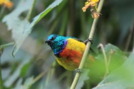 Nektarnik królewski - Cinnyris regius - Regal Sunbird