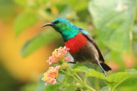 Nektarnik oliwkowobrzuchy - Cinnyris chloropygius - Olive-bellied Sunbird