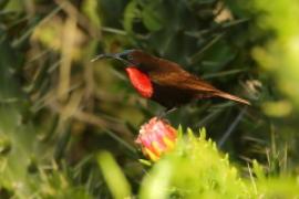 Nektarnik szkarłatny - Chalcomitra senegalensis - Scarlet-chested Sunbird