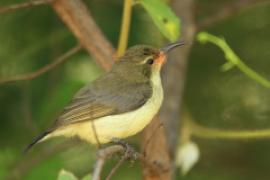 Nektarnik zielonogrzbiety - Cinnyris talatala - White-breasted Sunbird