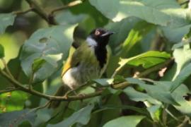 Nikornik czarnolicy - Apalis personata - Black-faced Apalis