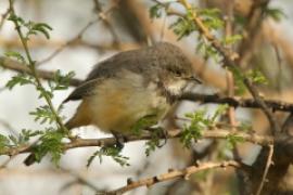 Nikornik obrożny - Apalis thoracica - Bar-throated Apalis