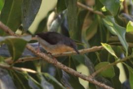 Nikornik kongijski - Apalis rufogularis - Buff-throated Apalis