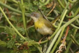 Nikornik żółtopierśny - Apalis flavida - Yellow-breasted Apalis