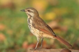 Palmodrozd plamisty - Cichladusa guttata - Spotted Palm Thrush