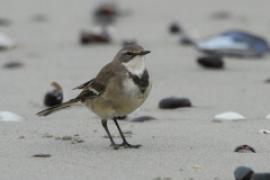 Pliszka obrożna - Motacilla capensis - Cape Wagtail