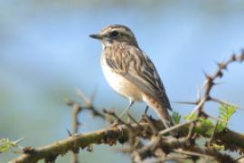 Pokląskwa - Saxicola rubetra - Whinchat