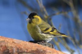 Czyż - Spinus spinus - Eurasian Siskin