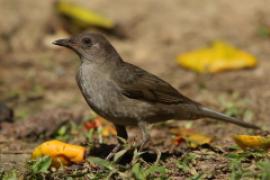 Drozd gorski - Turdus plebejus - Mountain Thrush