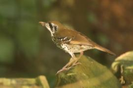 Drozdaczek plamoskrzydły - Geokichla spiloptera - Spot-winged Thrush