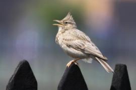 Dzierlatka - Galerida cristata - Crested Lark