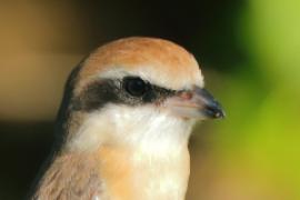 Dzierzba brązowa - Lanius cristatus - Brown Shrike