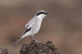 Dzierzba śródziemnomorska - Lanius meridionalis - Iberian Grey Shrike