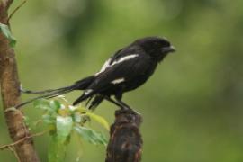 Dzierzba srokata - Lanius melanoleucus - Magpie Shrike