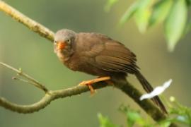 Dżunglotymal cejloński - Turdoides rufescens - Orange-billed Babbler