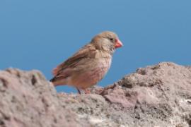 Gilak pustynny - Bucanetes githagineus - Trumpeter Finch