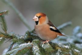 Grubodziób - Coccothraustes coccothraustes - Hawfinch