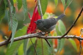 Haczykodziobek śniady - Diglossa plumbea - Slaty Flowerpiercer