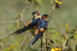 Jaskółka moskitowa - Cecropis senegalensis - Mosque Swallow