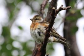 Jer - Fringilla montifringilla - Brambling