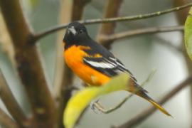 Kacyk północny - Icterus galbula - Baltimore Oriole