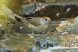 Kapturka - Sylvia atricapilla - Eurasian Blackcap