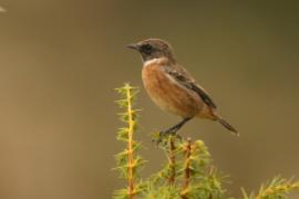 Kląskawka - Saxicola rubicola - European Stonechat