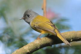 Komarówka szarogłowa - Culicicapa ceylonensis - Grey-headed Canary-flycatche