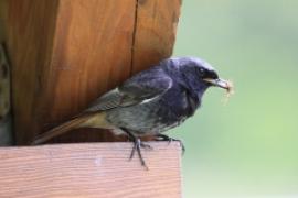 Kopciuszek - Phoenicurus ochruros - Black Redstart