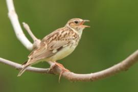 Lerka - Lullula arborea - Wood Lark