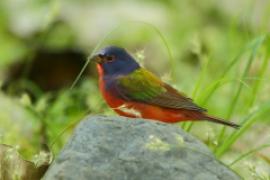 Łuszczyk wielobarwny - Passerina ciris - Painted Bunting