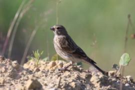 Makolągwa - Carduelis cannabina - Common Linnet