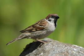 Mazurek - Passer montanus - Eurasian Tree Sparrowh