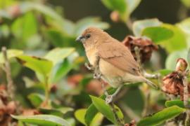 Mniszka muszkatowa - Lonchura punctulata - Scaly-breasted Munia