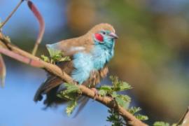 Motylik krasnouchy - Uraeginthus bengalus - Red-cheeked Cordon-bleu