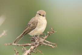 Mucharka szara - Bradornis microrhynchus - African Grey Flycatcher