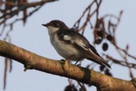 Muchołówka żałobna - Ficedula hypoleuca - Pied Flycatcher