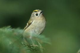 Mysikrólik - Regulus regulus - Goldcrest