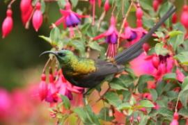 Nektarnik brązowy - Nectarinia kilimensis - Bronzy Sunbird