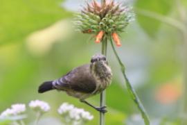 Nektarnik ozdobny - Cinnyris erythrocercus - Red-chested Sunbird