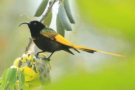 Nektarnik złocisty - Drepanorhynchus reichenowi - Golden-winged Sunbird