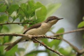 Nikornik żałobny - Apalis melanocephala - Black-headed Apalis